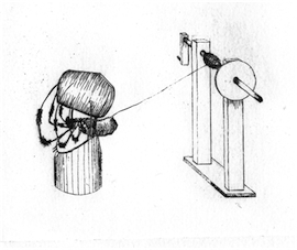 Fig. 3. Burt Wilder’s spider spinning machine.